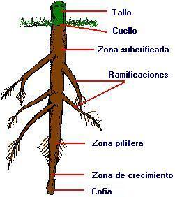 Desarrollo de raíces